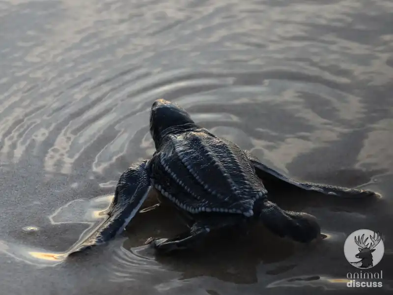 Leatherback Sea Turtle 3 Scientific Discoveries on Leatherback Sea Turtles