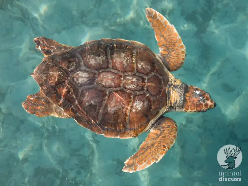 Loggerhead Sea Turtle: Getting Deeper Insight 1 What Are A Few Characteristics of Loggerhead Sea Turtles
