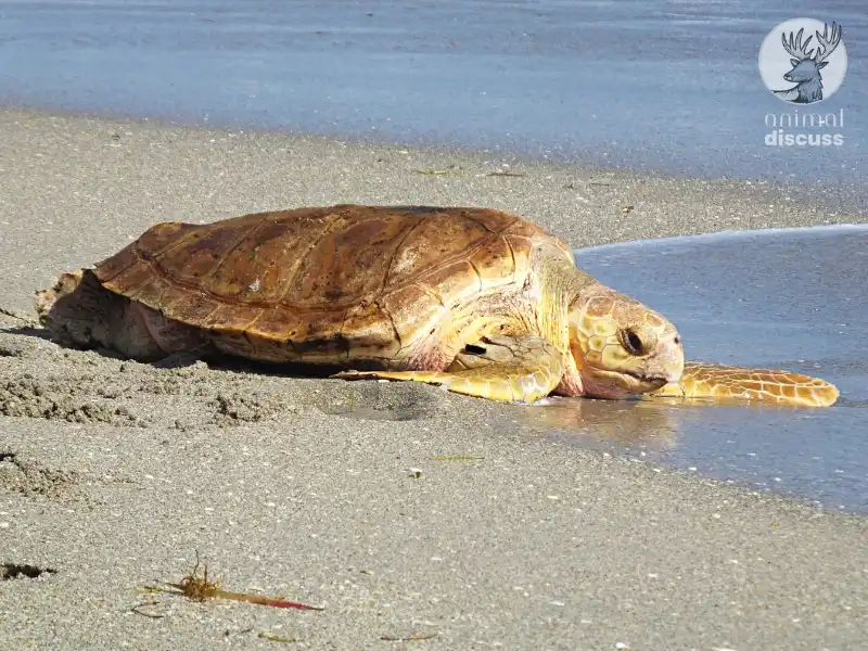 Loggerhead Sea Turtle: Getting Deeper Insight 2 What Are the Behavioral Facts of Loggerhead Sea Turtles