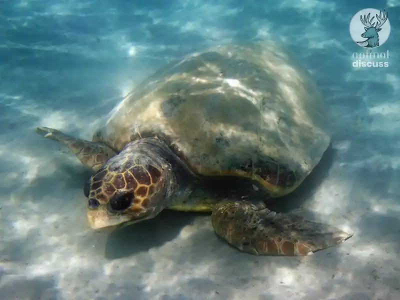 Loggerhead Sea Turtle: Getting Deeper Insight 4 What Are the Nesting Habits of Loggerhead Sea Turtles