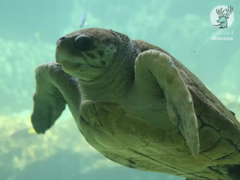 Loggerhead Sea Turtle: Getting Deeper Insight 5 What Challenges Do Loggerhead Sea Turtles Face