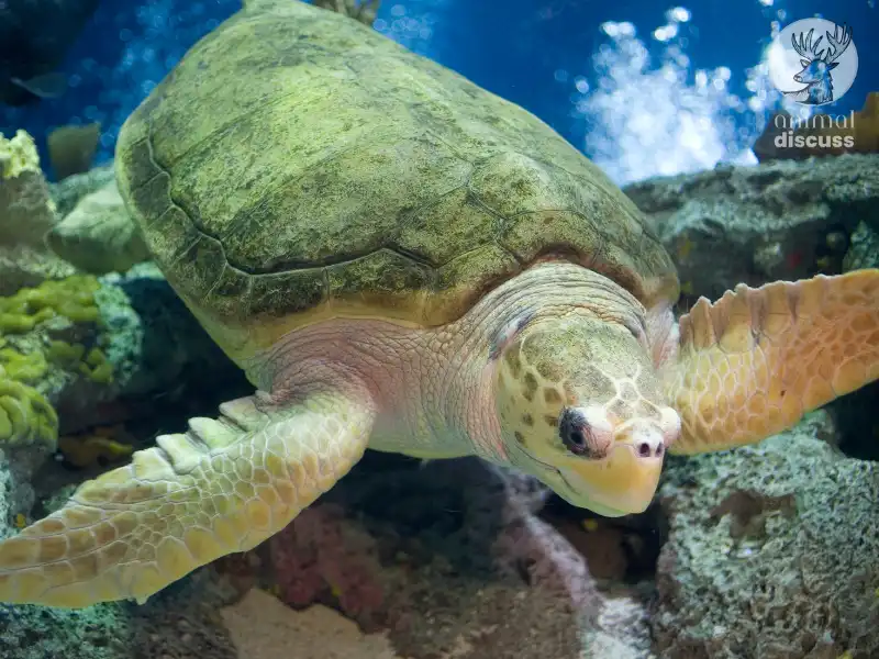 Loggerhead Sea Turtle: Getting Deeper Insight 3 What Do the Loggerhead Sea Turtles Eat