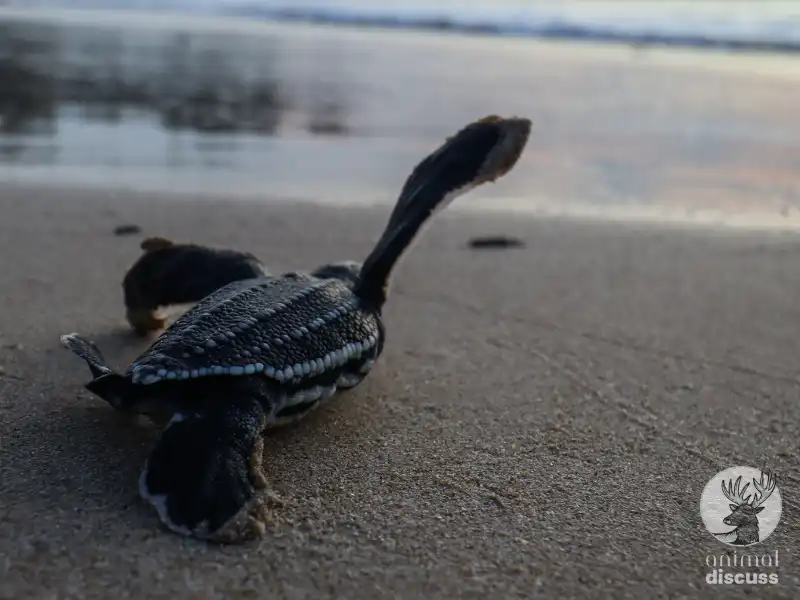 Leatherback Sea Turtle 2 Where Does a Leatherback Sea Turtle Live