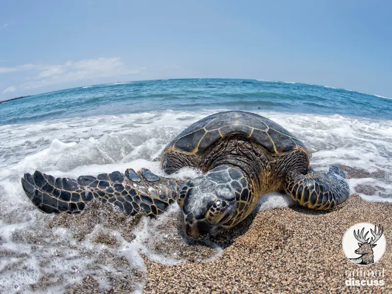 Olive Ridley Sea Turtle 3 What Does the Olive Ridley Sea Turtle Eat