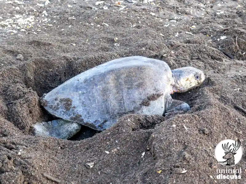 Olive Ridley Sea Turtle 4 Diverse Behavior of Olive Ridley Sea Turtle