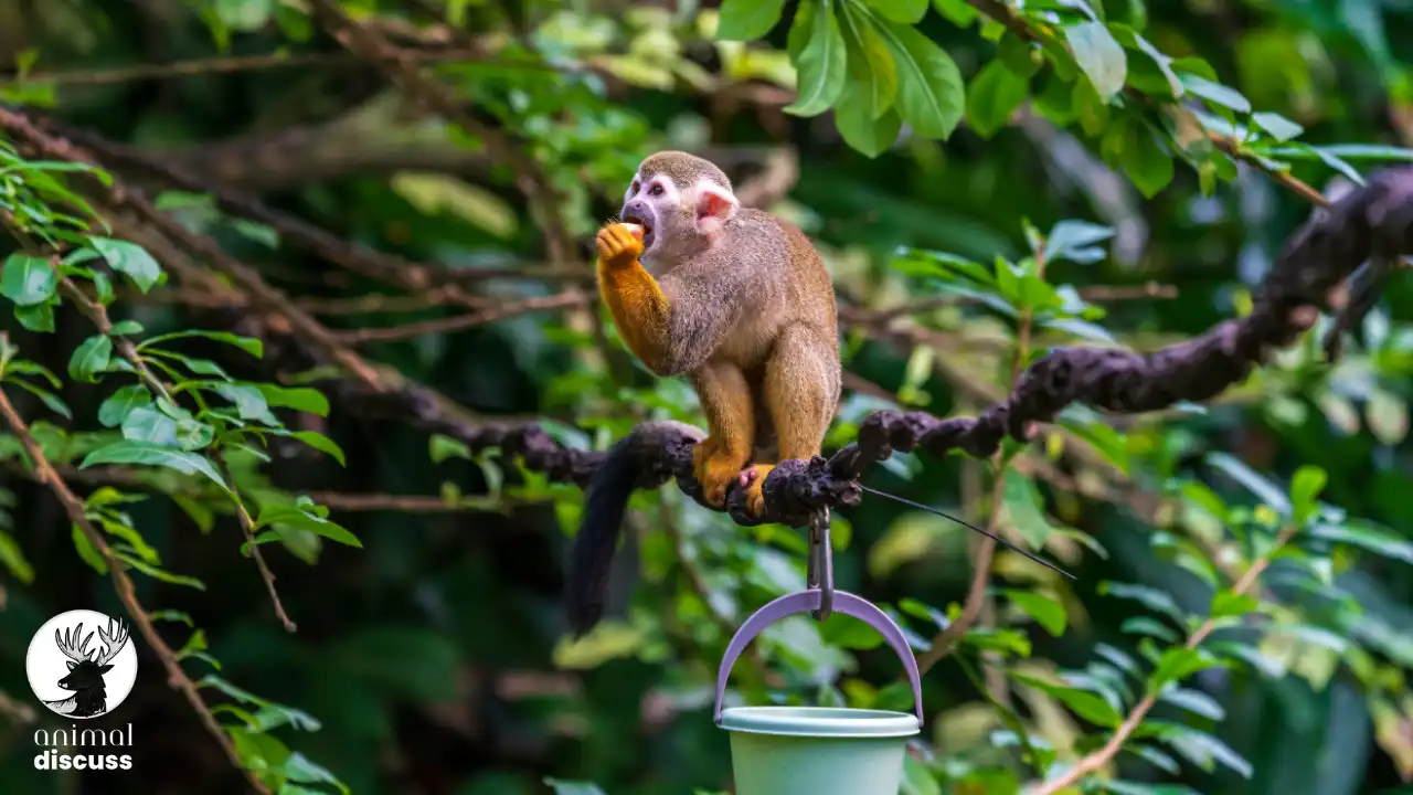 Squirrel Monkey Habitat - Animal Discuss